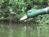 canard à ailes battantes électriques