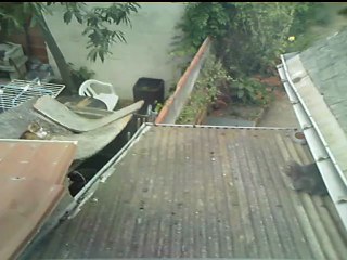 Dean veut manger mais le chat gris lui grogne dessus