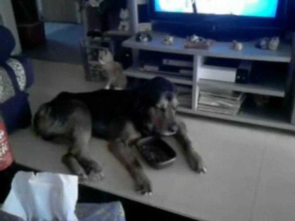 A mon Petit amour,mon compagnon parti hier au paradis