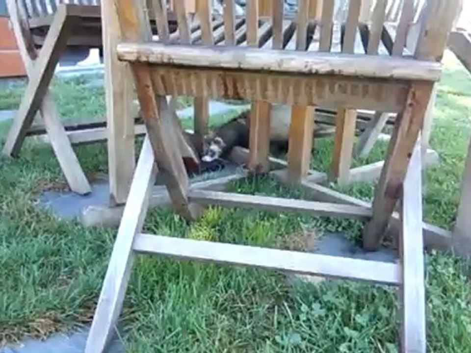 toutouille a la montagne