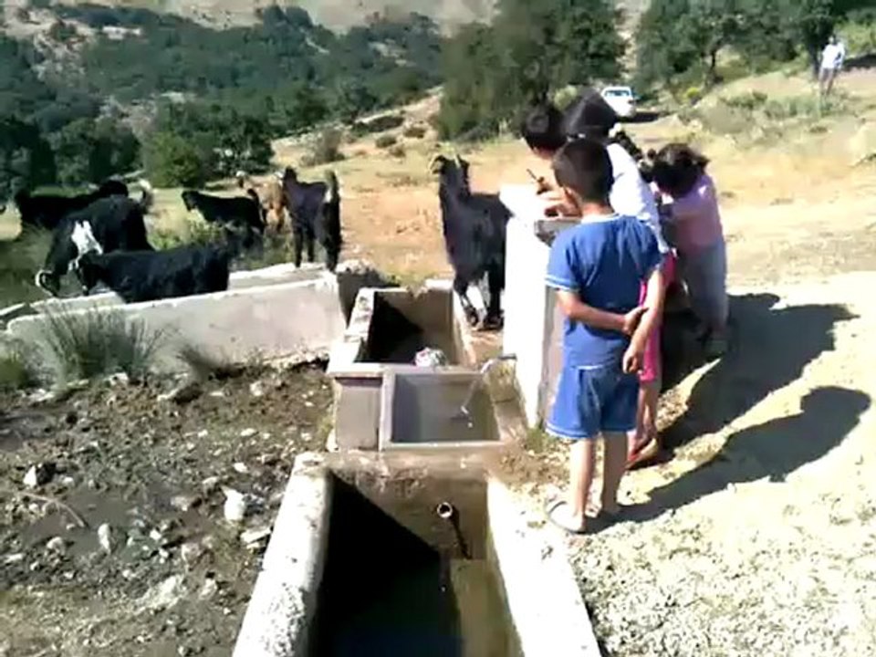 sucullu dag kecılerı