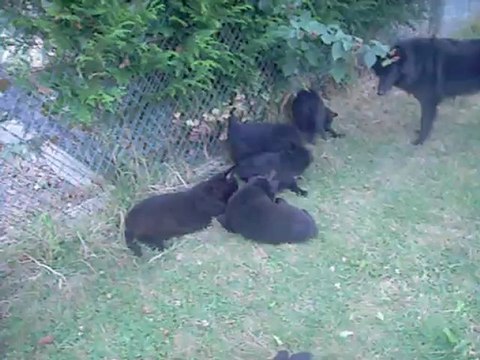 2 septembre 2012 (2) : Cheyenne et ses chiots