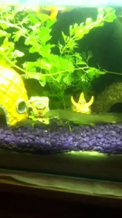 mon 2eme serpent d'eau douce