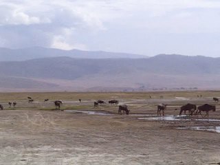 Gnous, Cratère de Ngorongoro, Tanzanie