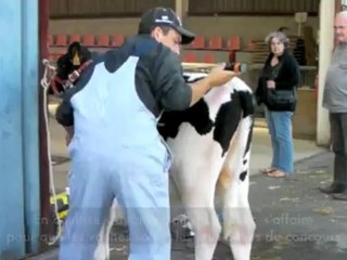 La Capelle : concours bovin