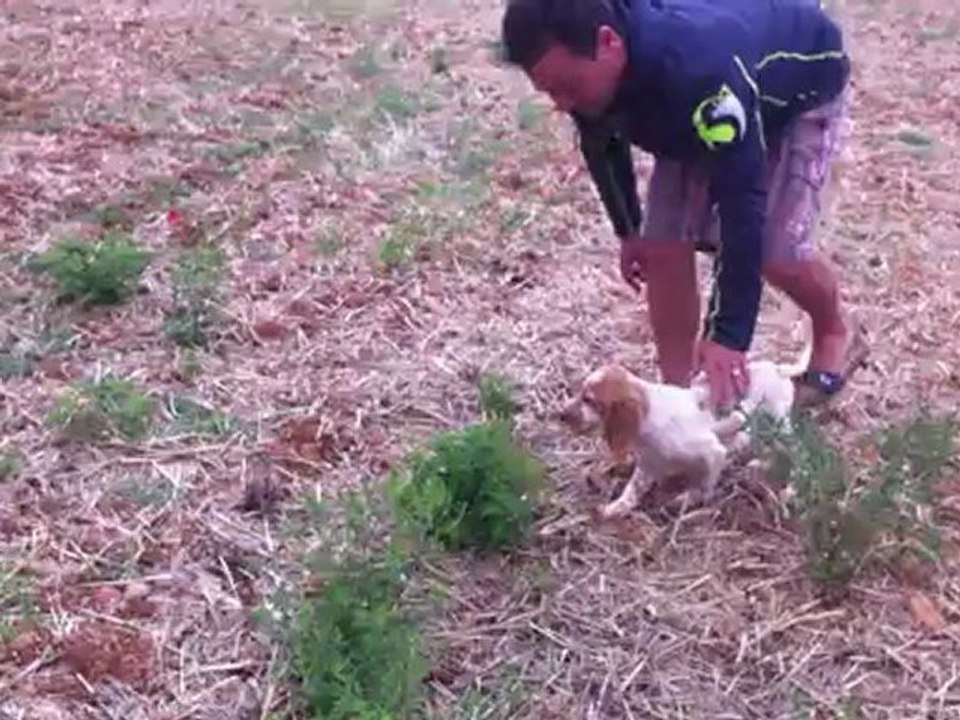 setter anglais  du mas des vernets