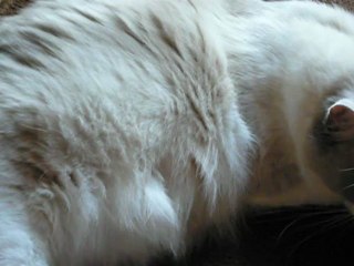 fidis gestante 28 aout