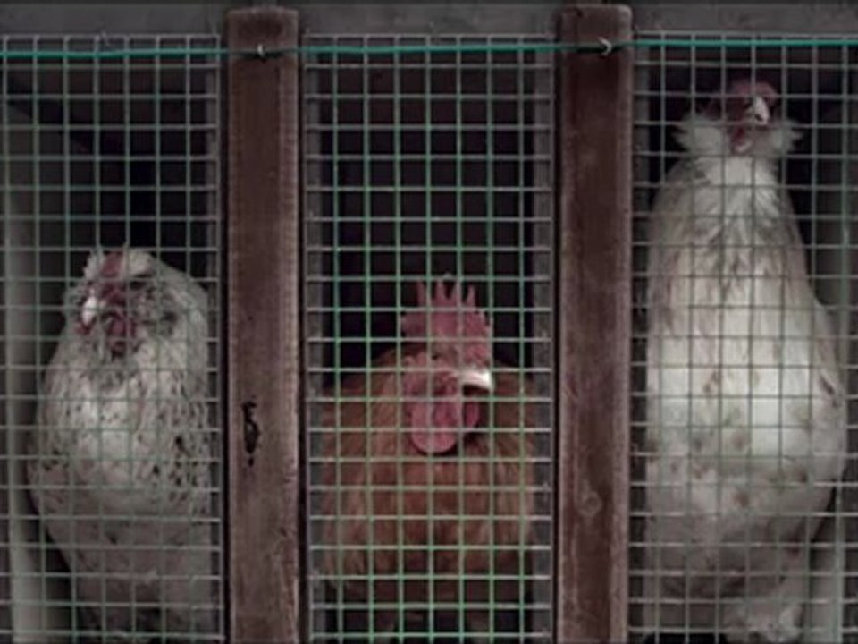 INT.TRAILER_1920x1080_H264_20Mbs_25FPS.EngSub