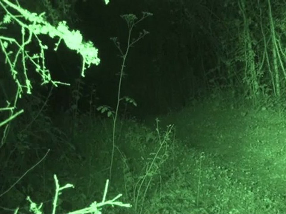 Blaireau 30 Aout 2012