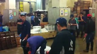 Vente aux enchères thons rouges Tsukiji