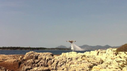 Le ballet des oiseaux jaunes
