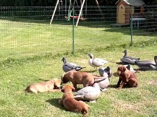 Le parc des chiots Chesapeakes à 8 semaines