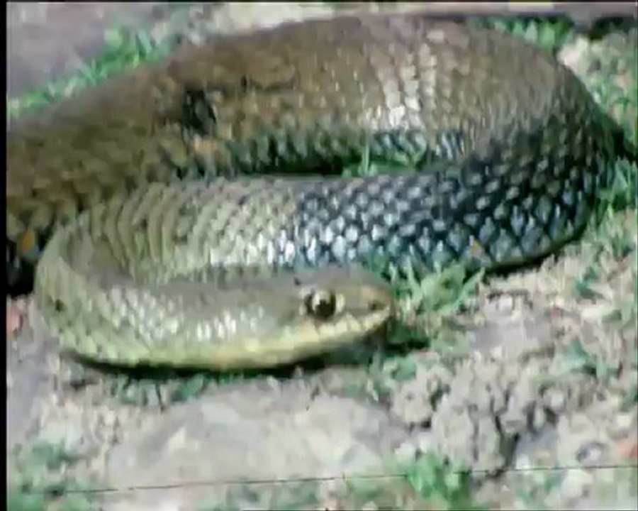 le voyage d'ulysse - extrait 09