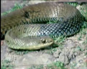 le voyage d'ulysse - extrait 09