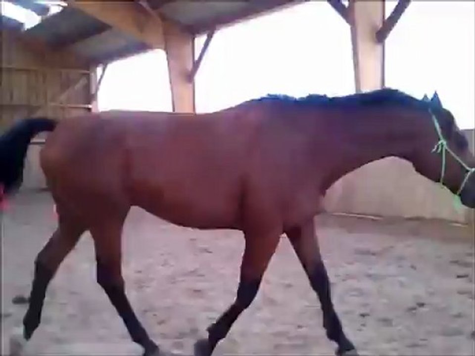 Rodeo 02 09 2012