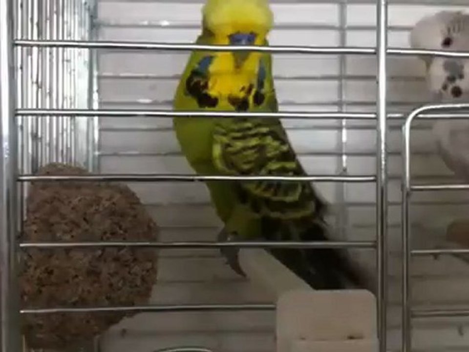 titreme
