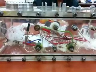 Strange animal in the case