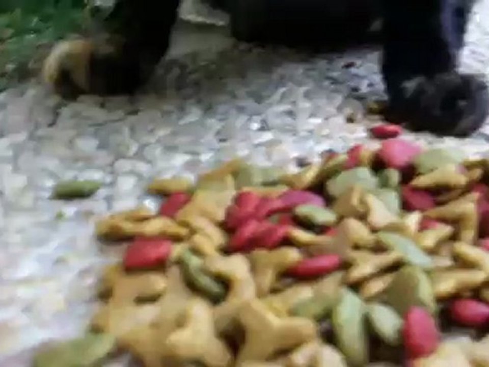 feeding the cats