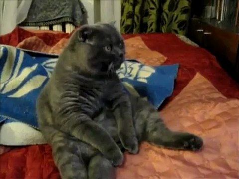 Кошачий позитив