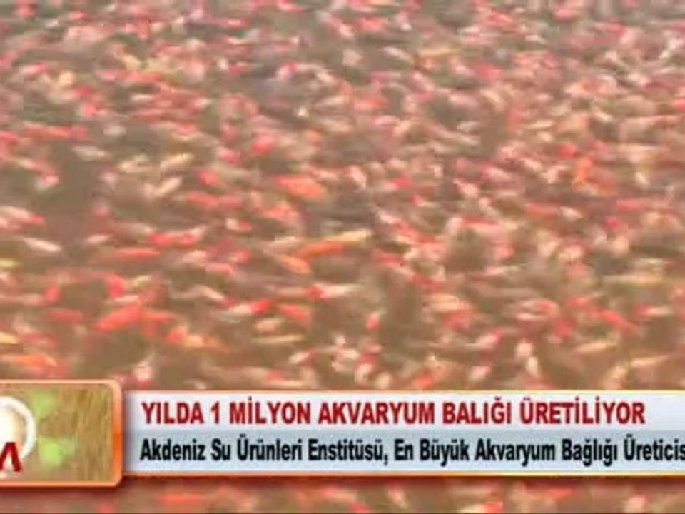 YILDA 1 MİLYON AKVARYUM BALIĞI ÜRETİLİYOR
