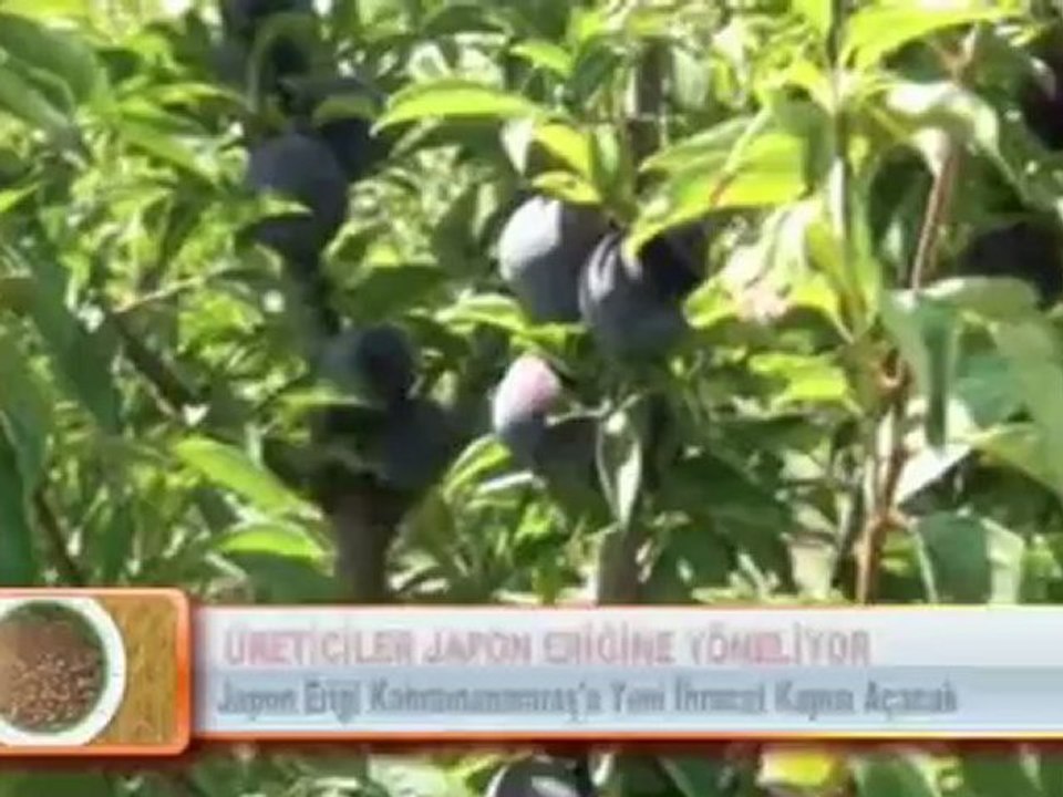 ÜRETİCİLER JAPON ERİĞİNE YÖNELİYOR