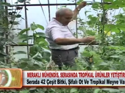 MERAKLI MÜHENDİS, SERASINDA TROPİKAL ÜRÜNLER YETİŞTİRİYOR