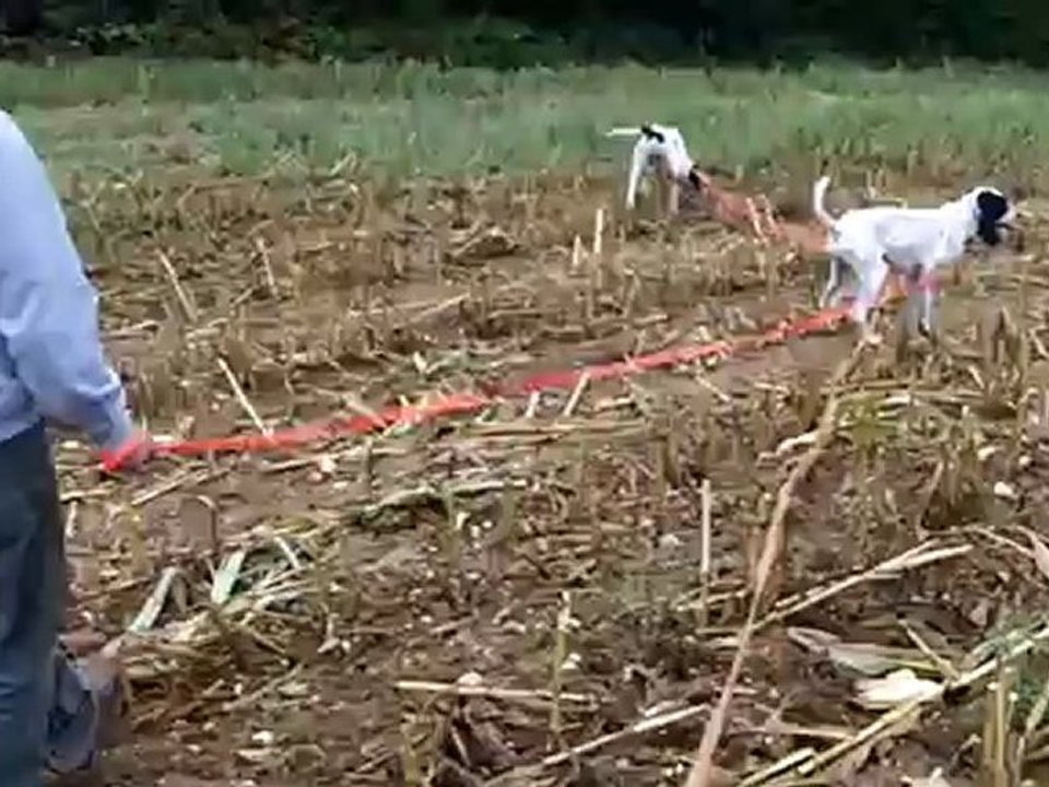 gringo et gitan sur un pied sanglier