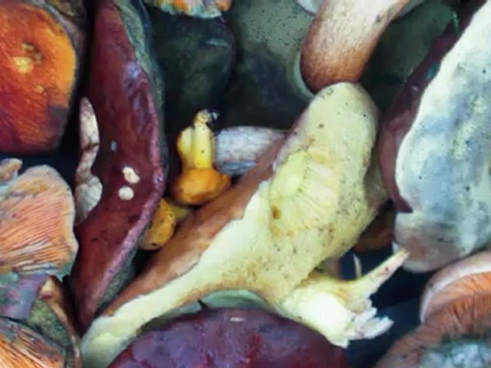 Grzybobrania lipiec 2012