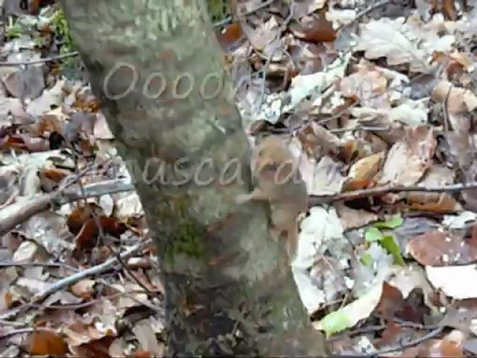 CCTAR 1 minute 2012 - Dépressage Elagage en Forêt de Fougerolles