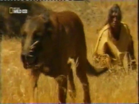 Perros y humanos: Cria selectiva (18.000 años)