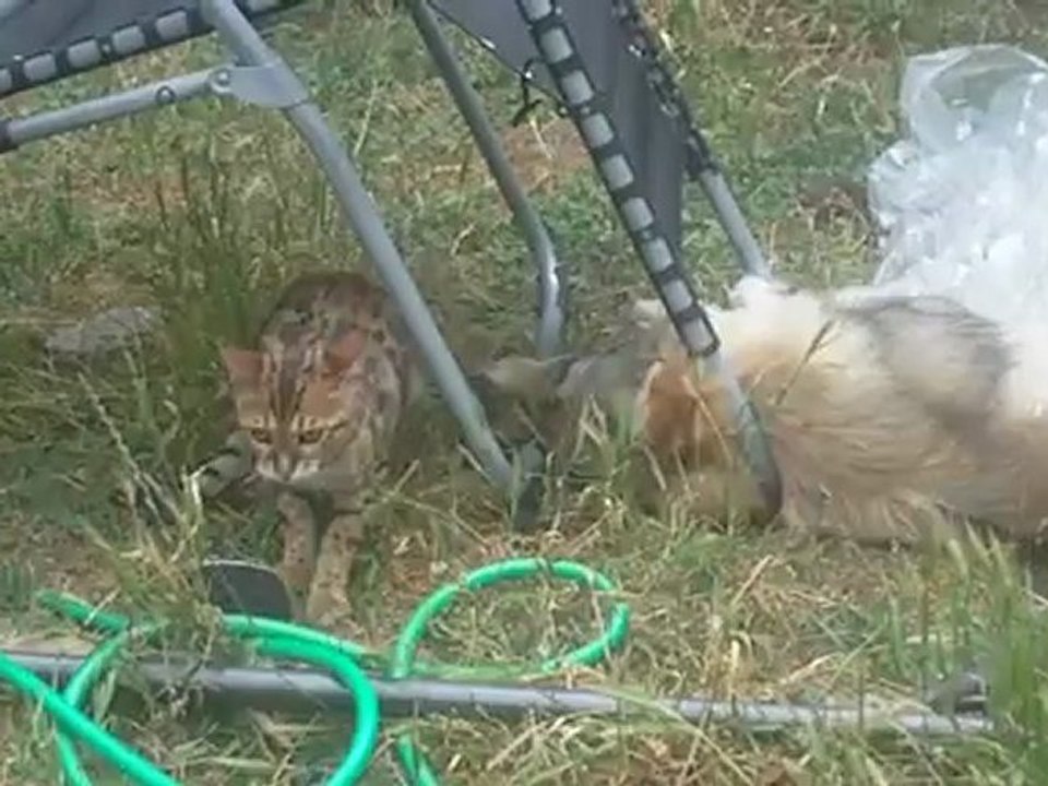 Halie et Hella : bagarre via un transat^^