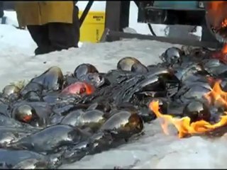 Lav ve Buzun İlk Karşılaşması