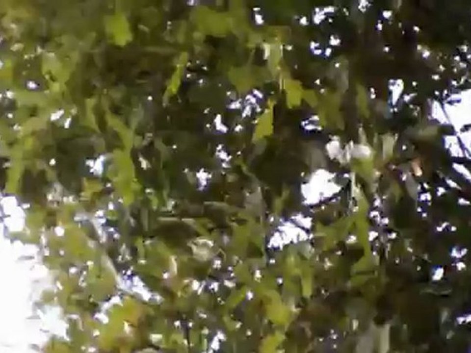 Partie Airsoft 02/09/2012