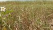 Global impact as drought wilts US crops
