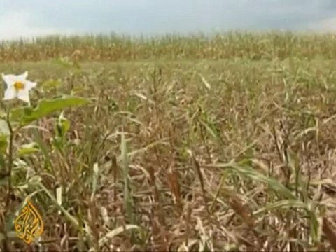 Global impact as drought wilts US crops