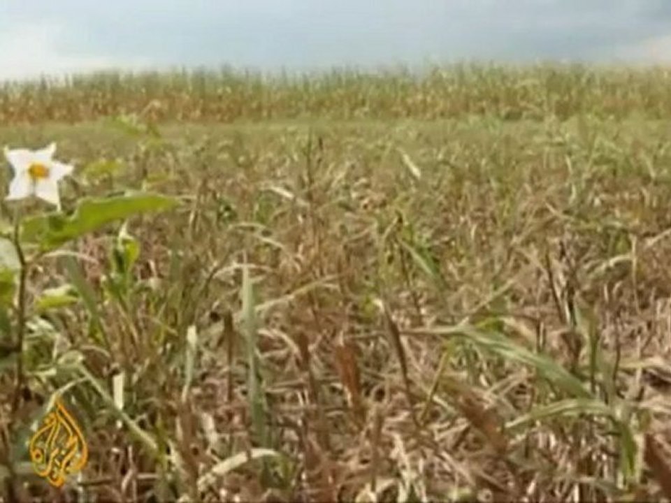 Global impact as drought wilts US crops