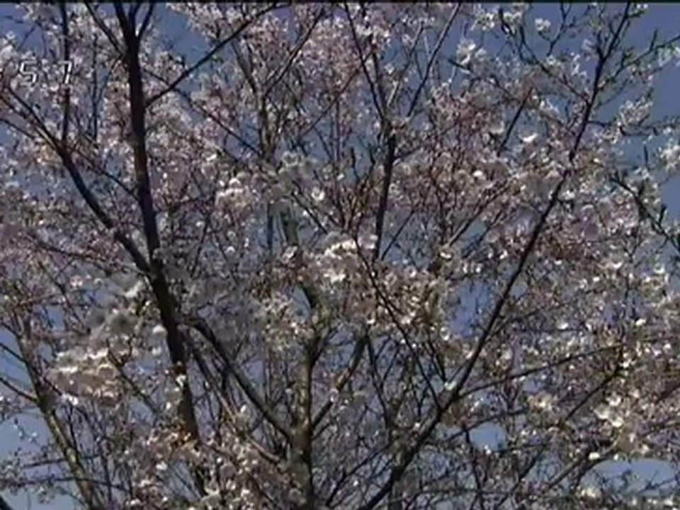 【鉄道】 特急列車の旅 - JR 白いかもめ 885系
