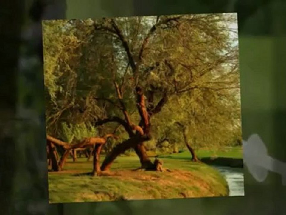 Jacob's Tree Service  (919) 732-2516
