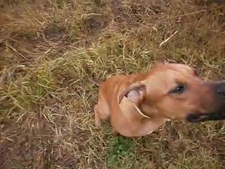 Redden et Eros au terrain 09-2012 N° 2