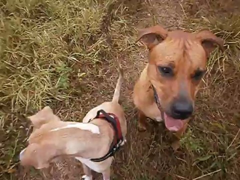 Redden et Eros au terrain 09-2012 N° 3