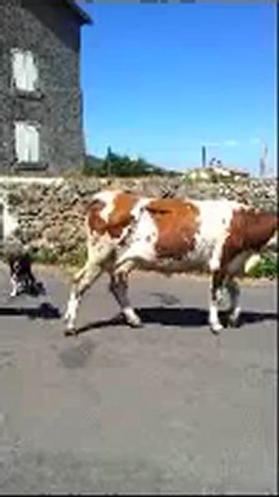 les vaches