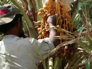 World's biggest date festival opens in Saudi Arabia