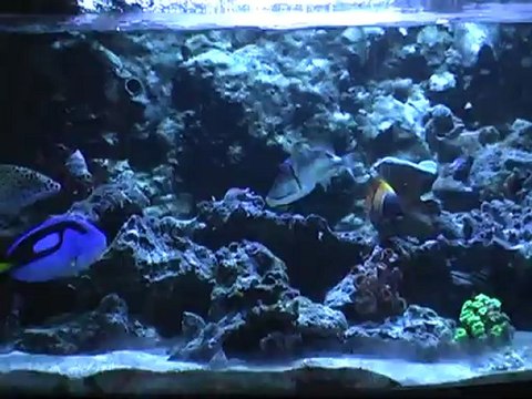 aquarium d'eau de mer bombé odyssee aquarium aquas.fr