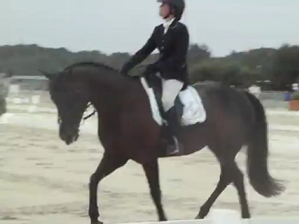 Dressage meeting