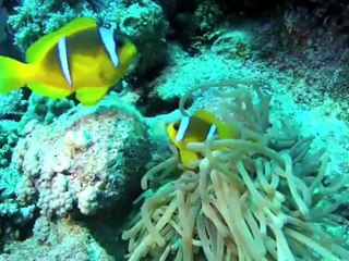 Réussir ses videos sous marines : les séquences