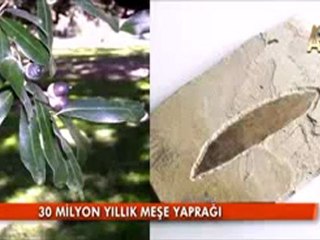 Fosiller ''evrim'' hiç bir zaman yaşanmadı diyor..