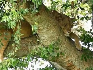 2012 06 OUGANDA ELEPHANTS et LIONS