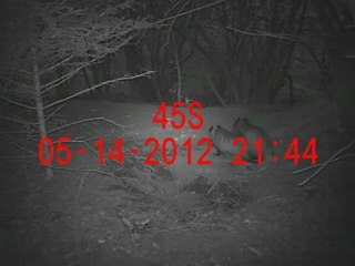 accouplement de blaireaux