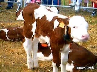Jebsheim Fête du lait montage photo