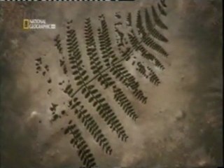 Viaje al centro de la Tierra (1): El bosque fosilizado (-70 m)